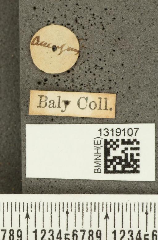 Diabrotica illigeri Baly, 1889 - BMNHE_1319107_label_17849