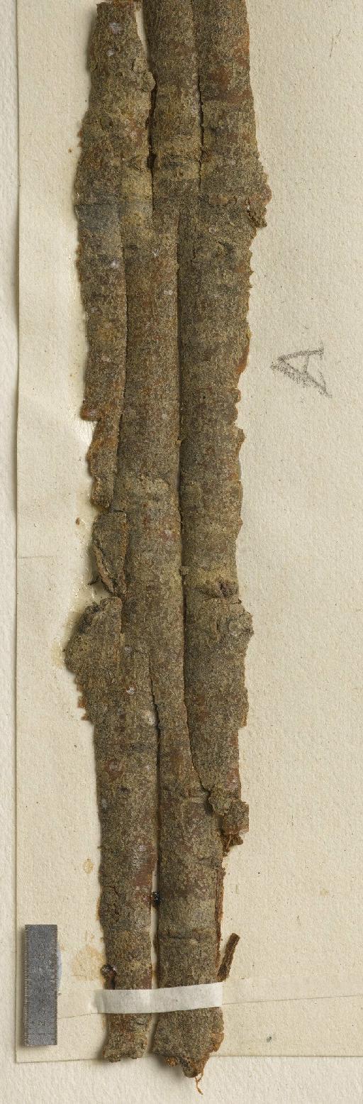 Arthonia exilis (Flörke) Anzi - BM001107333_a