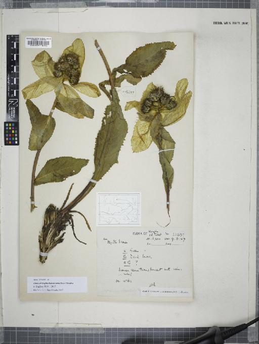 Saussurea glandulosissima Raab-Straube - BM000535127