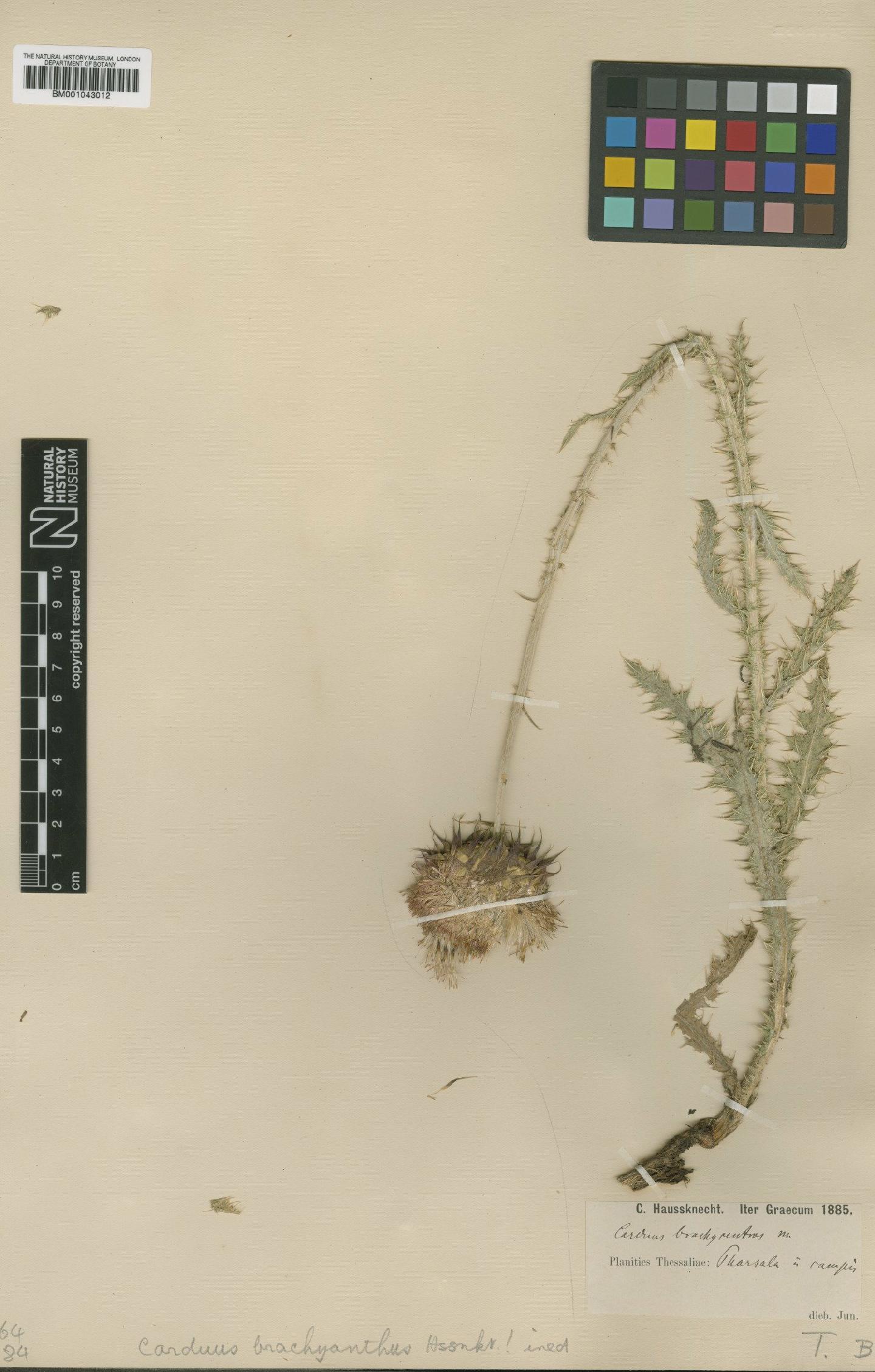To NHMUK collection (Carduus micropterus subsp. perspinosus (Fiori) Kazmi; TYPE; NHMUK:ecatalogue:1954545)