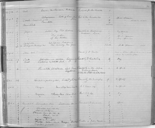 Cirripathes propinqua Brook, 1889 - Zoology Accessions Register: Coelenterata & Anthozoa: 1884 - 1934: page 31