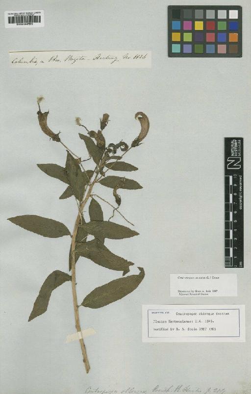 Centropogon oblongus Benth. - BM000947575