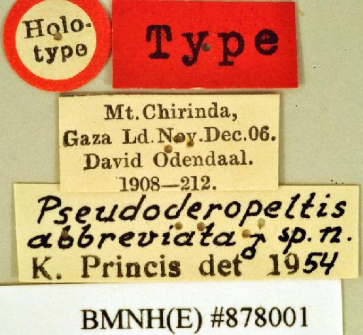 Pseudoderopeltis abbreviata Princis, 1963 - Pseudoderopeltis abbreviata Princis, 1963, male, holotype, labels. Photographer: Heidi Hopkins. BMNH(E)#878001