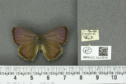 Neozephyrus quercus (Linnaeus, 1758) - BMNHE_1137114_94518