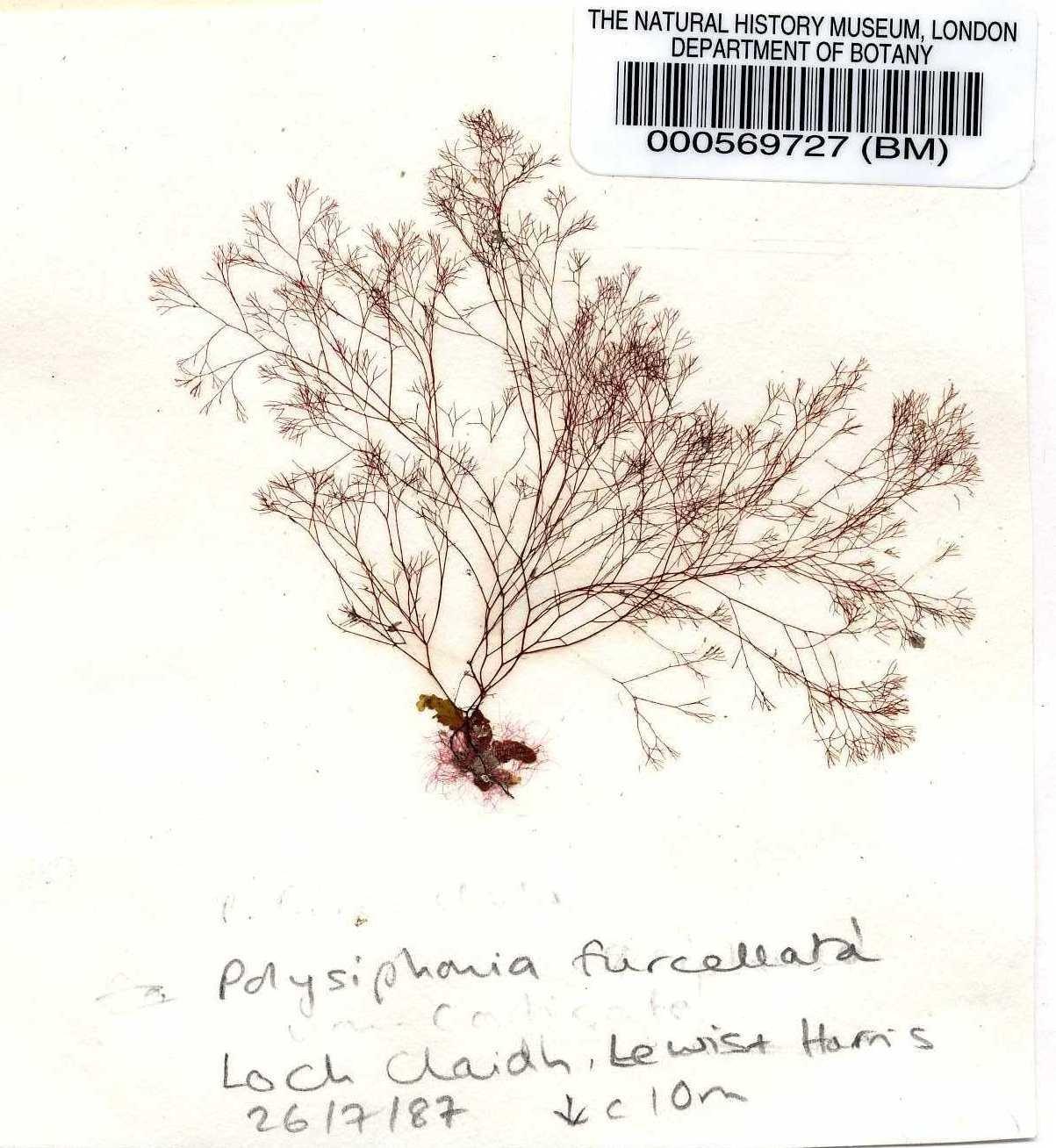 To NHMUK collection (Polysiphonia furcellata (C.Agardh) Harv.; NHMUK:ecatalogue:4787883)