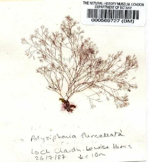Polysiphonia furcellata (C.Agardh) Harv. - BM000569727.jpg