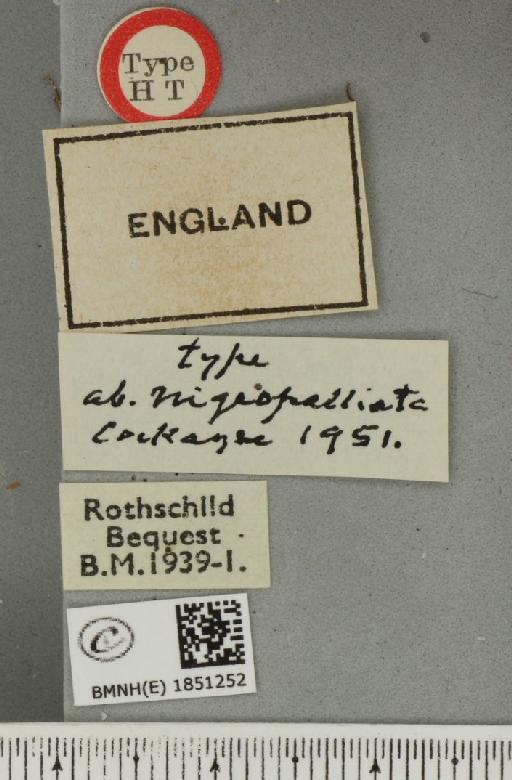 Abraxas grossulariata ab. nigrocingulata Cockayne, 1946 - BMNHE_1851252_label_414683