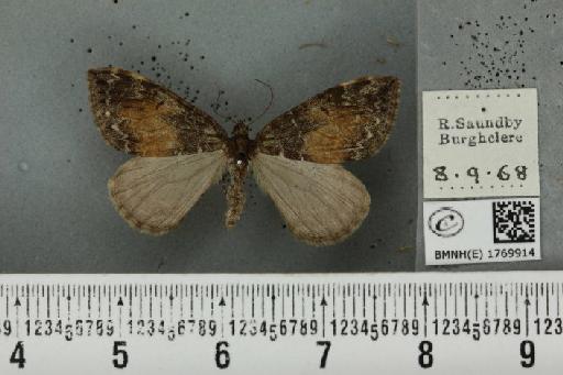 Dysstroma truncata truncata (Hufnagel, 1767) - BMNHE_1769914_350683