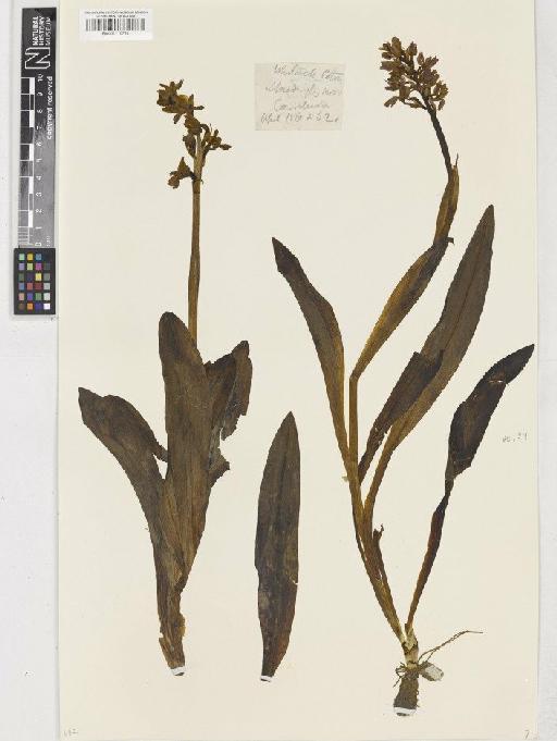 Orchis mascula (L.) L. - BM001110731
