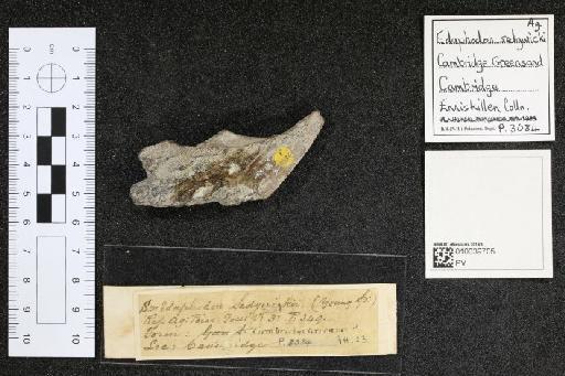 Edaphodon sedgwicki infraphylum Gnathostomata Agassiz, 1843 - 010039705_L010040985_(1)