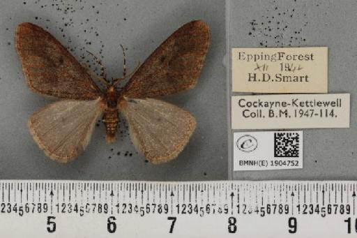 Erannis defoliaria ab. nigra Bandermann, 1928 - BMNHE_1904752_467601