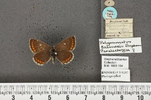 Aricia artaxerxes salmacis (Stephens, 1831) - BMNHE_501287_178199