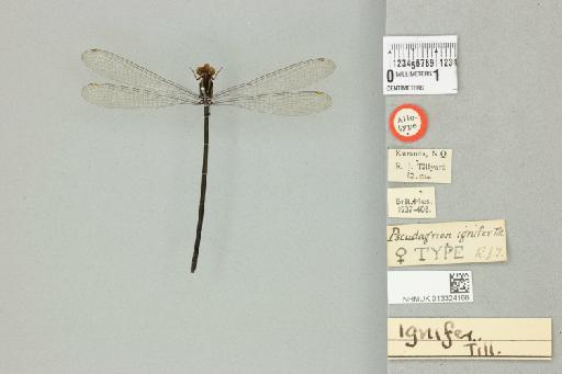Pseudagrion ignifer Tillyard, 1906 - 013324168_dorsal