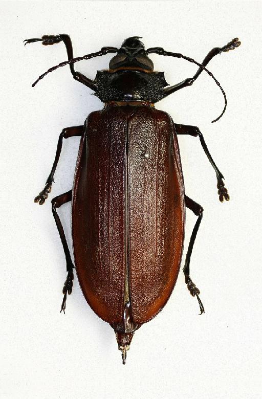 Titanus giganteus (Linnaeus, 1771) - T_giganteus_944000