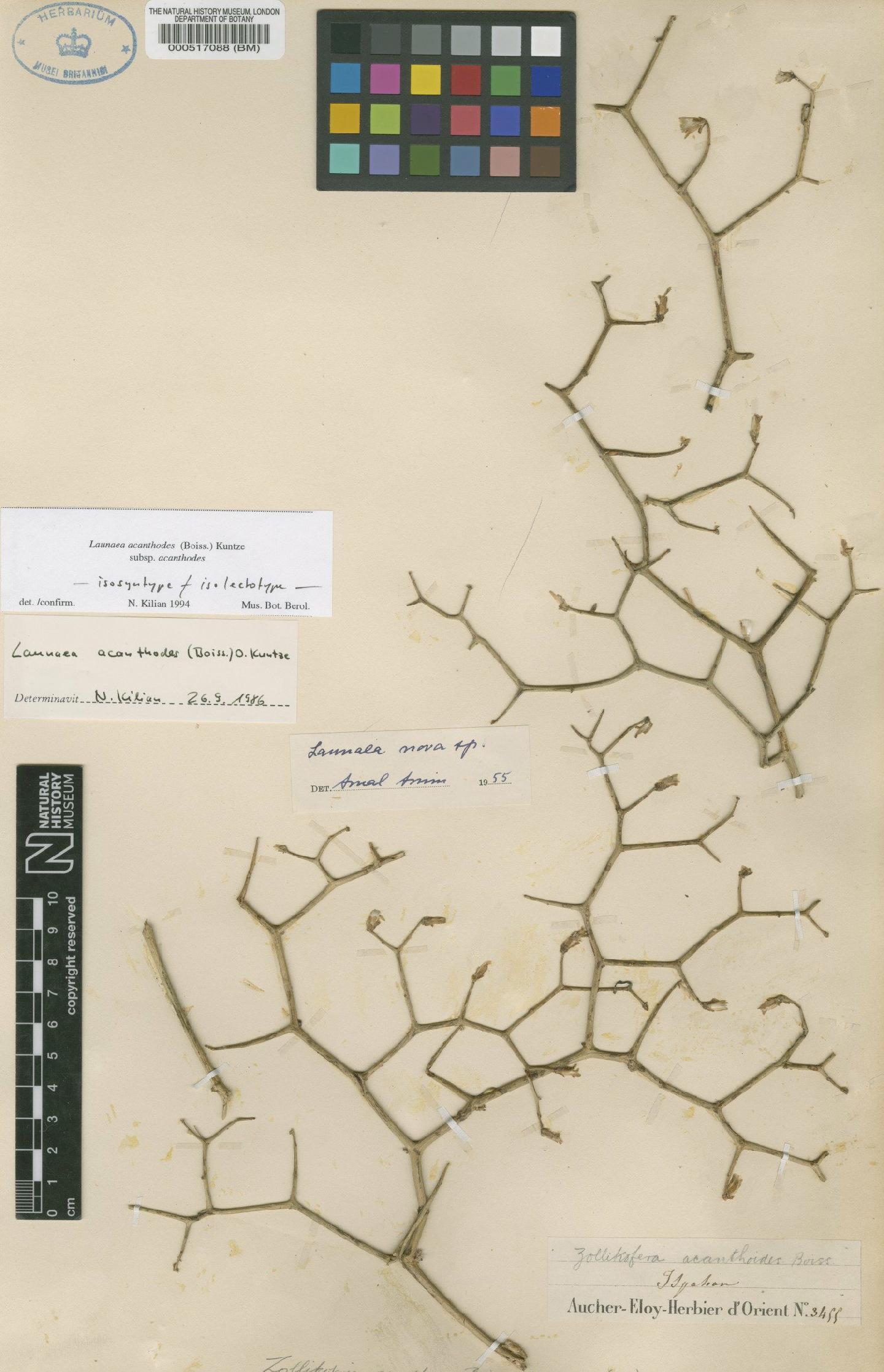 To NHMUK collection (Launaea acanthodes (Boiss) Kuntze; Isolectotype; NHMUK:ecatalogue:4970982)