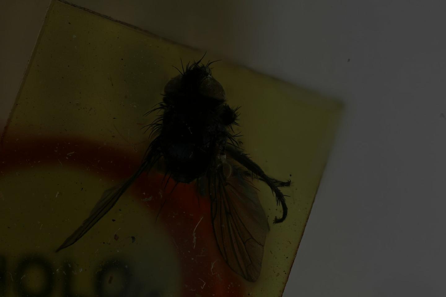 Lypha noctifer