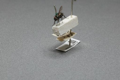Sarcophaga (Myorhina) nigriventris Meigen, 1826 - 015091934_additional_3