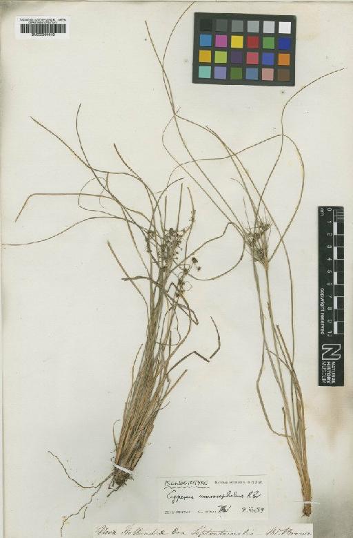 Mariscus sporobolus var. sexflorus (R.Br.) Kük. - BM000990833