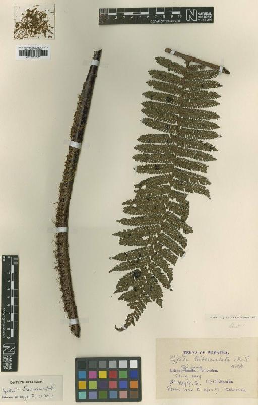 Cyathea sumatrana Baker - BM001039956