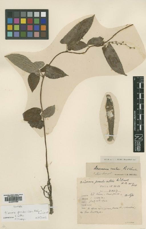 Dioscorea pseudonitens Prain & Burkill - BM000797287