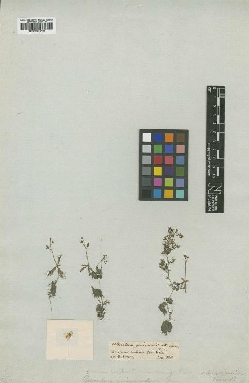 Utricularia breviscapa C.Wright ex Griseb. - BM000953468