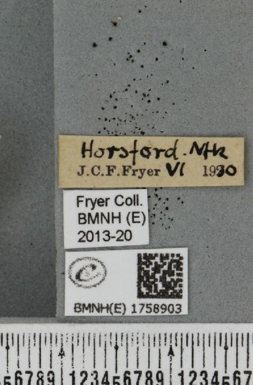 Scopula floslactata floslactata (Haworth, 1809) - BMNHE_1758903_label_322036