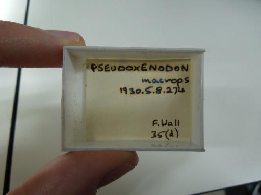 Pseudoxenodon macrops - london2 288.JPG