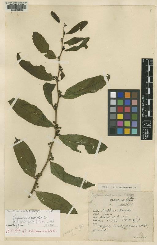 Capparis acutifolia subsp. sabiifolia (Thoms) Jacobs - BM000629530