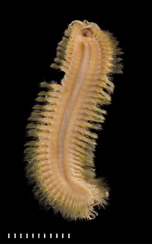 Lagisca rarispina Sars, 1861 - Polychaete type specimen 1921.5.1.324-327 VIAL 1  ventral