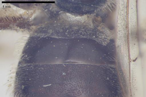 Melitta punctulata Kirby, 1802 - 013380583-NHMUK-Melitta_punctulata-holotype-female-t1-dorsal-5_0x