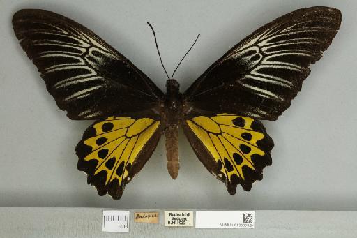 Troides helena heliconoides Moore, 1877 - 013606529__599288