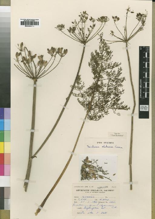 Peucedanum rhodesicum Cannon - BM000902713