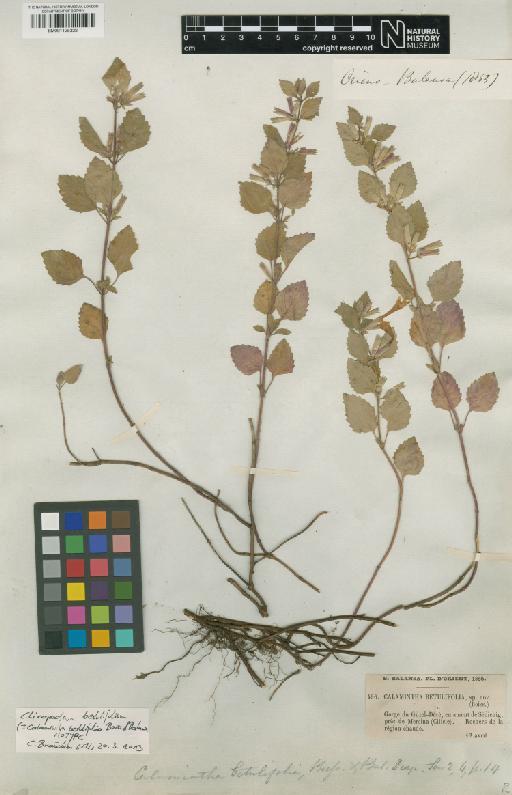 Clinopodium betulifolium (Boiss. & Balansa) Kuntze - BM001125322