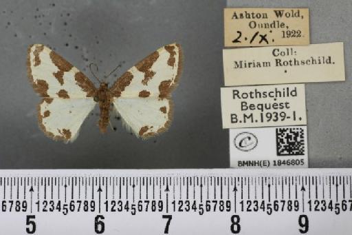 Lomaspilis marginata (Linnaeus, 1758) - BMNHE_1846805_419991