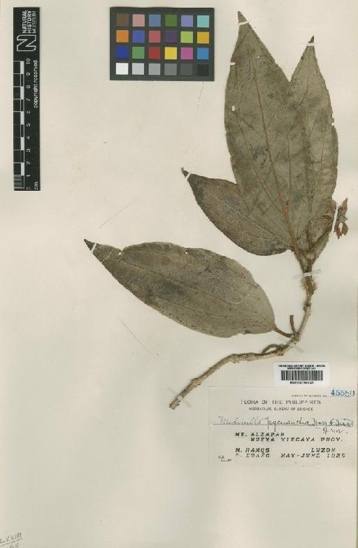 Medinella pycnantha Quisumb. & Merr. - BM000796141