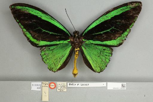 Ornithoptera priamus poseidon Doubleday, 1847 - 013604001__
