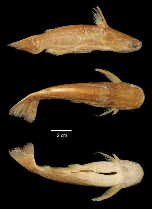 Auchenipterichthys longimanus Günther, 1864 - 1849.11.8.11c; Auchenipterus longimanus; type; ACSI Project image