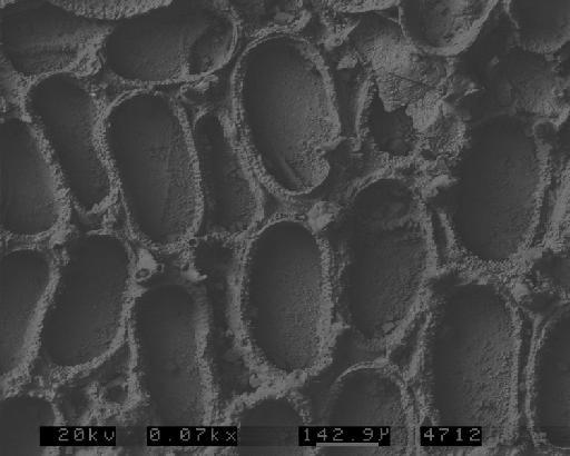 Iyarispora chiass Martha et al., 2019 - PI D 59365 (1A) - Iyarispora chiass