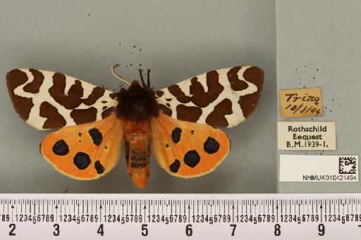 Arctia caja (Linnaeus, 1758) - NHMUK_010421494_533117