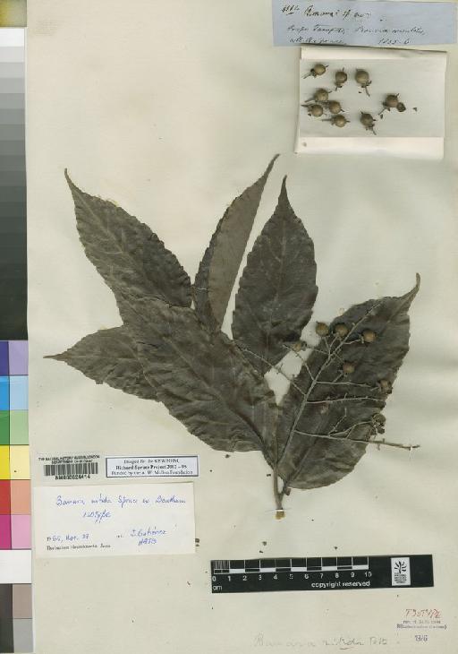 Banara nitida Spruce ex Benth. - Spruce - BM000624414