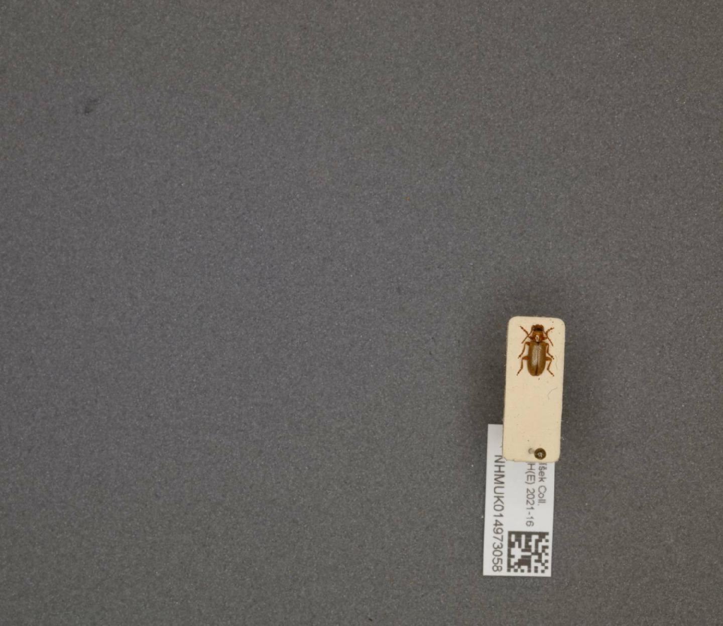 Orsodacne cerasi thumbnail