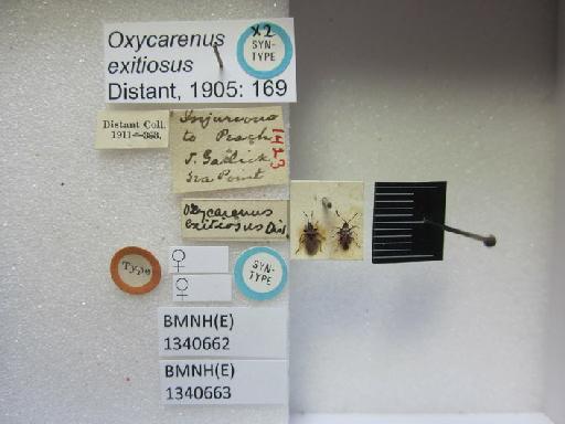 Oxycarenus exitiosus Distant, 1905 - Oxycarenus exitiosus-BMNH(E)1340662-Syntype female_Labels