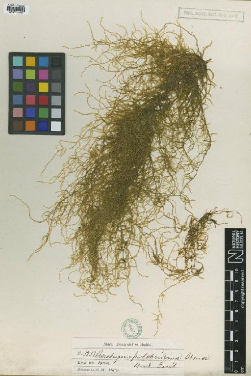 Aerobryopsis pulchricoma M.Fleisch. - BM000721953