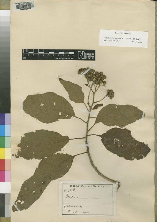 Vernonia oxyura O.Hoffm. - BM000629448