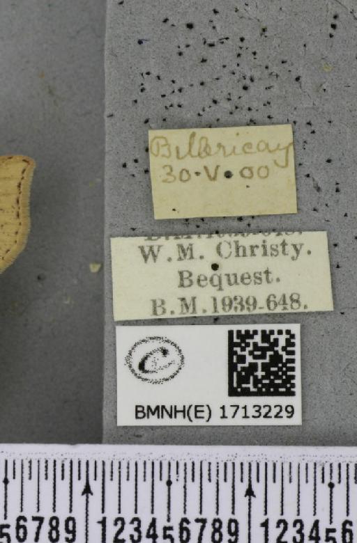 Cyclophora punctaria (Linnaeus, 1758) - BMNHE_1713229_label_275895