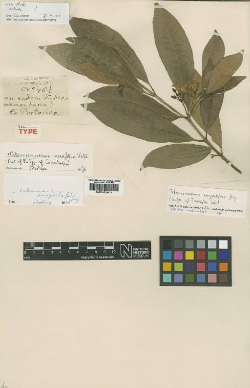 Tabernaemontana amygdalifolia Jacq. - BM000799774