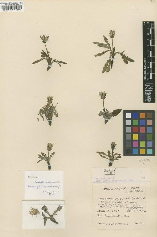 Taraxacum nagaricum Soest - BM000067787
