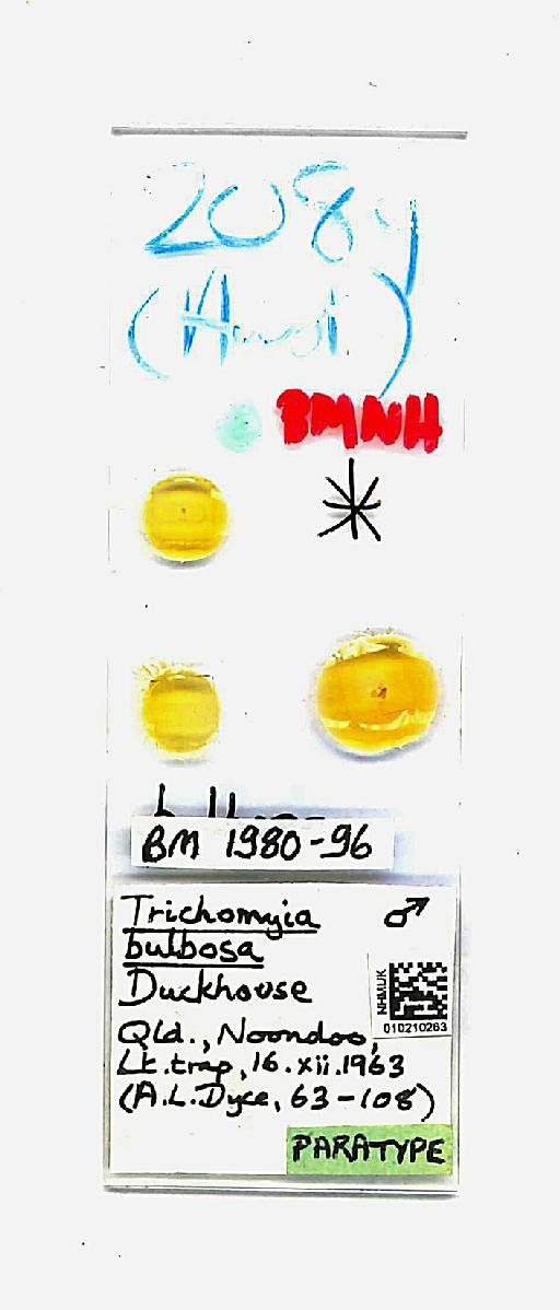 Trichomyia bulbosa Duckhouse, 1978 - Trichomyia_bulbosa-010210263-slide