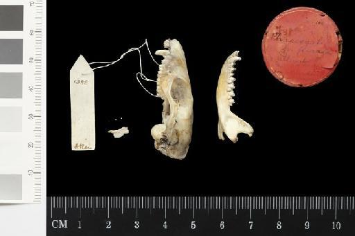 Phascogale penicillata pirata Thomas, 1904 - 1904.1.3.100_Skull_Lateral