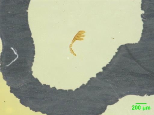 Aphodiinae Leach, 1815 - 010189660___7